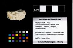 Foto (Objekt + Etikett) von Goniodromites bidentatus (Reuss, 1858)  (NHMW-GEO-1990-0041-3894)